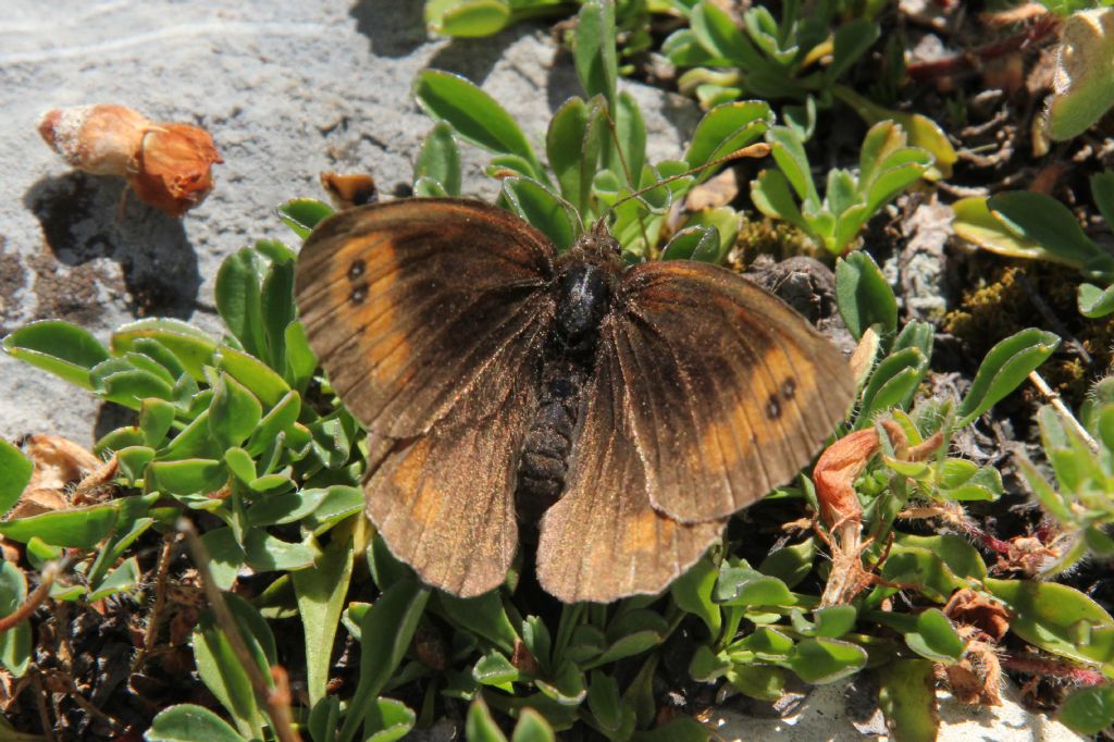 Alcune specie che non ho trovato in galleria